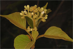 Premna tomentosa